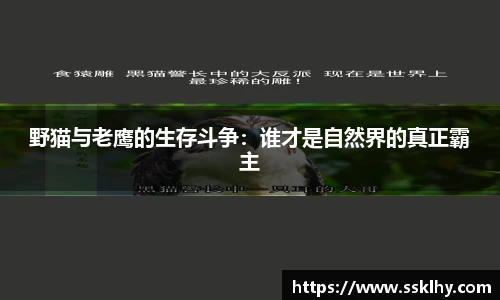 野猫与老鹰的生存斗争：谁才是自然界的真正霸主